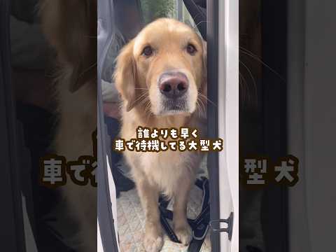 誰よりも早く車で待機してる大型犬 ゴールデンレトリバー 大型犬のいる生活 大型犬と子供 サムネイル