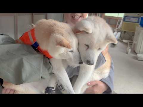 かつてライバルだった柴犬との再会、18歳になって元気と勇気をくれる存在になりました。