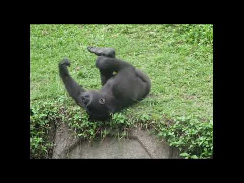 little gorilla crosses his legs.Ringo 4y11m old. shorts. R翹… サムネイル