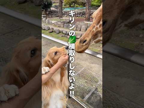 キリンのご飯を横取りしようと奮闘する犬...【ゴールデンレトリバー・ボーダーコリー】shorts