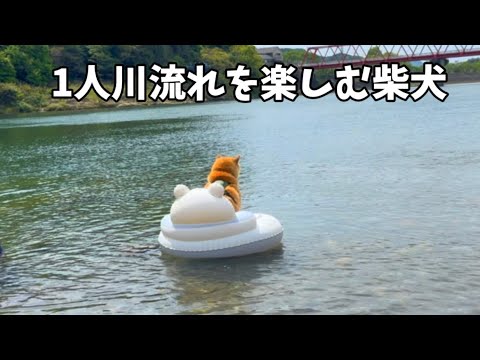【唖然】柴犬が流れてくる川。いつか人間になりたい柴犬はこうなります… サムネイル