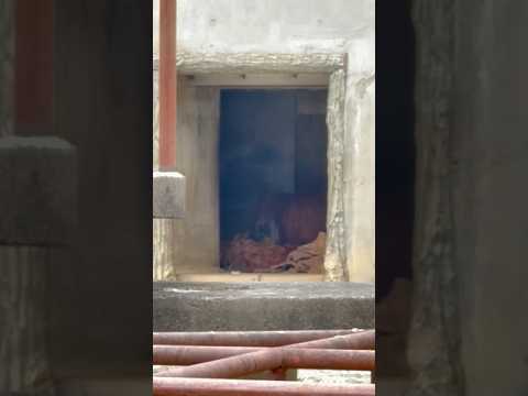 shorts 見えづらいですが〜オラウータンのバリくん　浜松市動物園にて　2026年4月5日