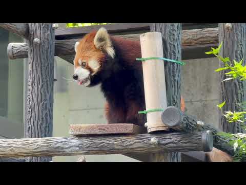 レッサーガイド「動物の食事時間」メイタちゃん編　レッサーパンダ　千葉市動物公園にて　2026年5月9日 サムネイル