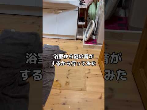 朝っぱらから浴室の方から謎の音がするから行ってみたら ゴールデンレトリバー レトリバー 大型犬 水遊び サムネイル