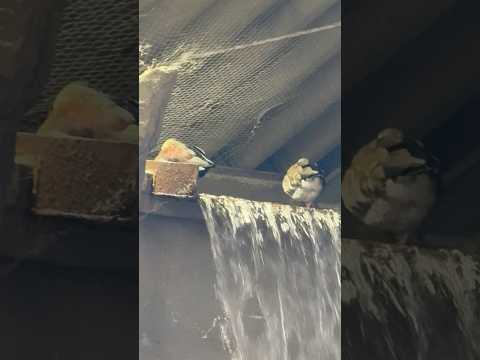 shorts 滝の上に鴨⁈ 那須どうぶつ王国にて　2026年3月29日 サムネイル