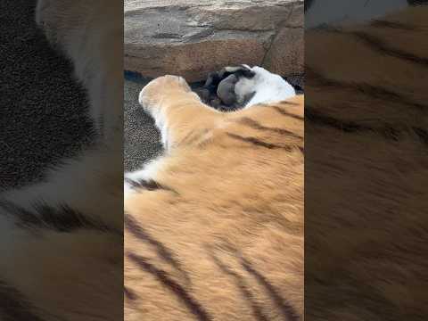 shorts 令くんのおてて　アムールトラ🐯　那須どうぶつ王国　2025年12月31日 サムネイル