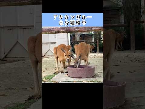 カンガルー水分補給中 東武動物公園 癒し かわいい zoo 動物 動物園 animals カンガルー 水分補給 サムネイル