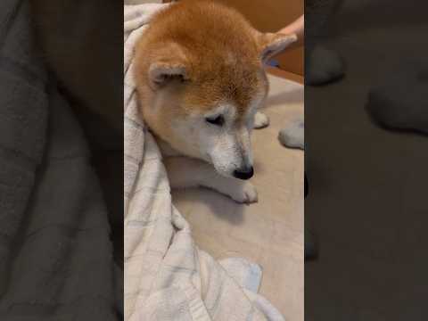 柴犬福 母に体を拭かれながらナチュラルにディスられてしまう柴犬🤣Mother's boy🤣shorts 柴犬 japa… サムネイル