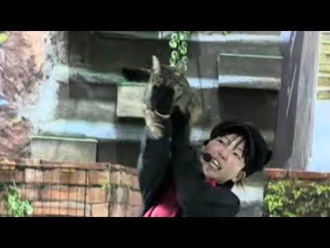 エースネネ〜！！なかなか見れない猫によるショー ザ・キャッツ　那須どうぶつ王国にて　2026年3月1日 サムネイル