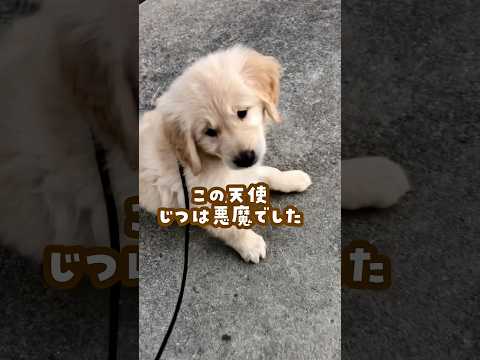 天使だと思ってたけど… ゴールデンレトリバー 大型犬のいる生活 goldenretreiver 大型犬と子供 サムネイル