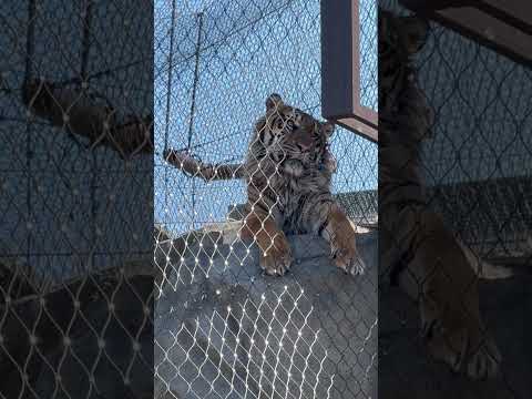 shorts アオくんかなぁ〜？　スマトラトラ　東山動植物園にて　2026年3月14日 サムネイル