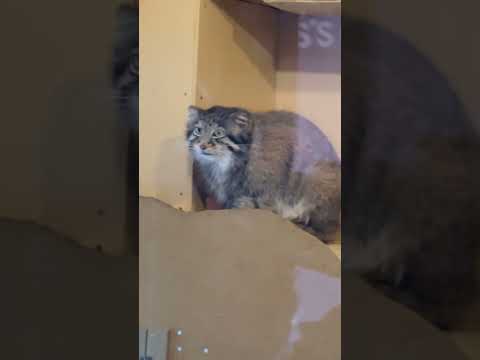 shorts ロータスくんのお手手☺️ マヌルネコ　埼玉県こども動物自然公園にて　2026年5月30日