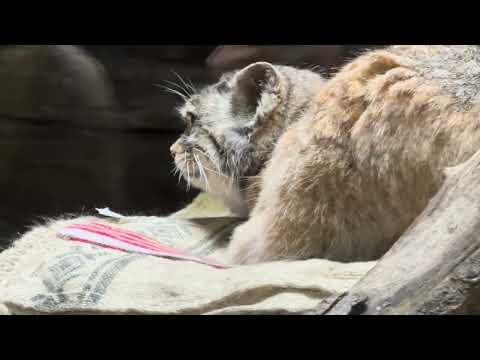寝て〜無かった☺️プリームラちゃん　　マヌルネコ　上野動物園にて　2026年2月6日 サムネイル