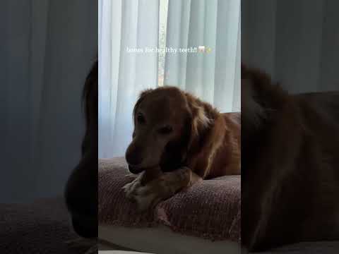 Tattoo tour😍| MINI VLOG With GOLDEN Retivier goldenretrieve…