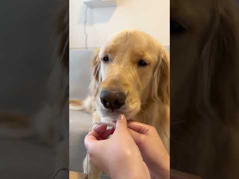 麹の咀嚼音が大好きなのですが、iPhoneが進化しすぎて咀嚼音が雑音と見なされてしまったようです🤣マイク買います🎙ゴー… サムネイル