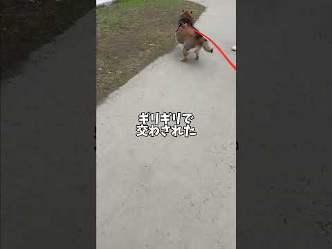 戦闘態勢に入る🐕柴犬12歳 サムネイル