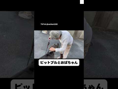 なでなでされるピットブルと優しいおばあちゃん　ピットブル 犬　散歩　癒し　犬のいる暮らし サムネイル