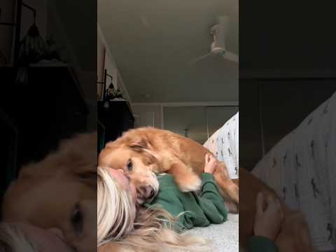 coming home to my golden retriever🥵 goldenretreiver dog ind…