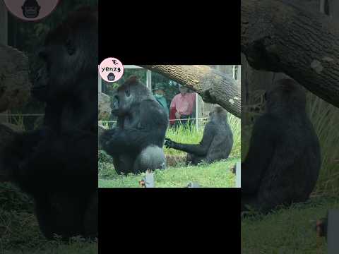 Wait until the end🤣🤣🤣 gorilla gorillatag taipeizoo 金剛猩猩 台北市… サムネイル