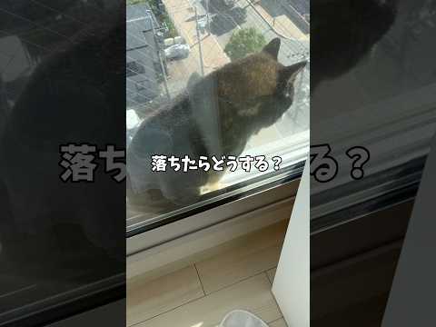 高さは平気？猫🐈‍⬛みたいに日向ぼっこする柴犬 サムネイル