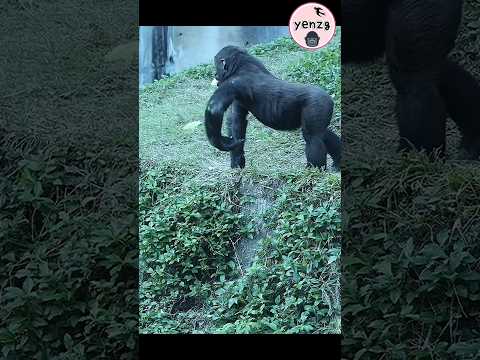 cute gorilla ringo 😆 gorillatag taipeizoo 金剛猩猩 台北市立動物園 shor… サムネイル