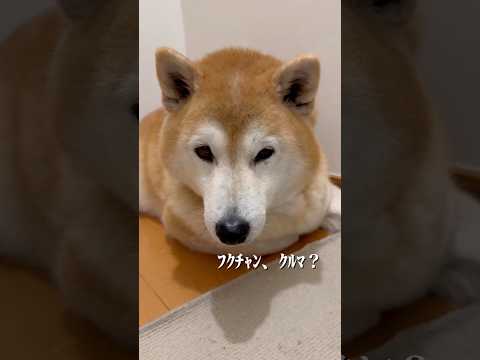 柴犬福 兄に車と言われた時の柴犬🤣Bro and Shiba🤣shorts 柴犬 japanesedog shibai… サムネイル