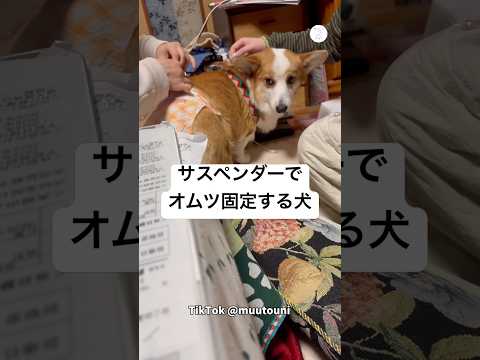 尻尾が無くてオムツが下がってしまう犬、サスペンダーで固定　コーギー　犬　いぬ　かわいい犬 犬のいる暮らし サムネイル