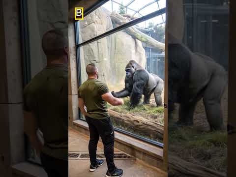 Gorilla reacts to man!😲😣gorilla サムネイル