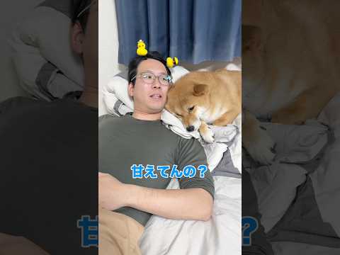 柴犬が甘える様子がこちら　柴犬  shorts サムネイル