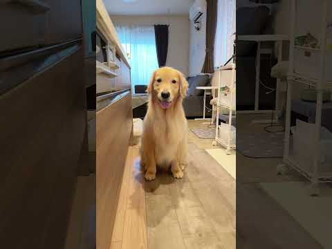 ( ˙-˙ ) 大型犬 ゴールデンレトリバー