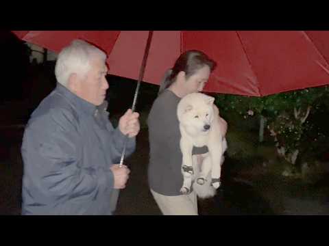 どんなに大嵐でも、お気に入りの場所でしか用を済ませない柴犬＆甘やかし執事ぃちゃん サムネイル