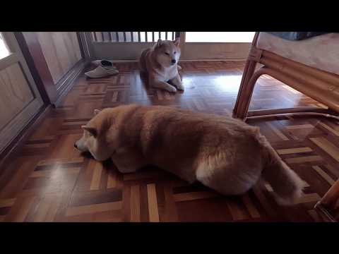 2026年3月25日(水) 茶の間の戸が開かなくてパウンドケーキになるモモさん サムネイル