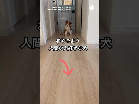 おやつより飼い主を選ぶ犬が可愛すぎる　オーストラリアンシェパード 子犬　犬　かわいい かわいい犬 サムネイル
