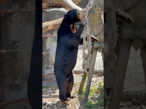 shorts 宝探しを続けるマーチンくん😊　マレーグマ　のんほいパークにて　2026年4月3日 サムネイル