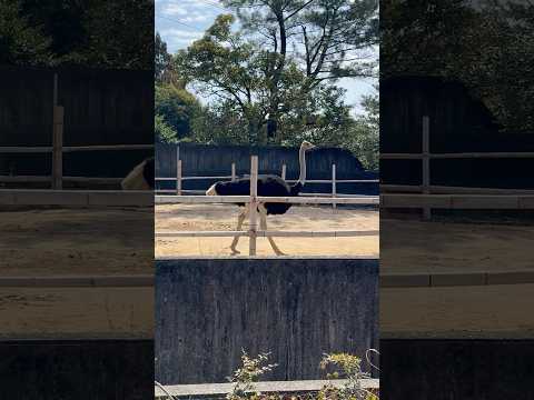 shorts タッタタッタとダチョウのブラッキーくん　浜松市動物園　2026年2月15日 サムネイル