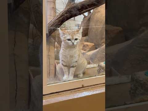 shorts スーんっとアミーラちゃん　スナネコ　埼玉県こども動物自然公園にて　2026年5月30日 サムネイル