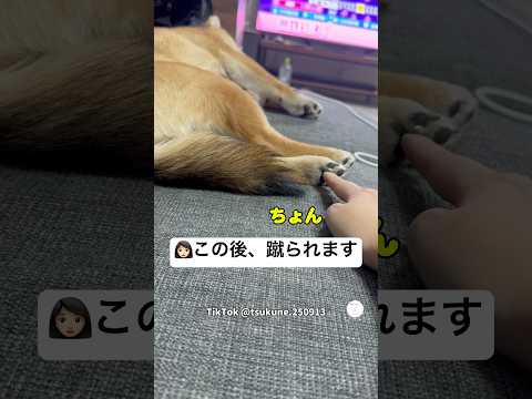 柴犬の肉球を触った結果、倍返しされる飼い主😂　柴犬　犬　面白い　犬のいる暮らし かわいい犬 サムネイル