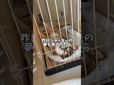胡麻柴もびっくり😳ケージの外でから見ていたのは… サムネイル