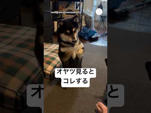 まだ言ってないのに。オヤツ見ただけで準備万端な柴犬　犬　いぬ　柴犬　黒柴　面白い サムネイル