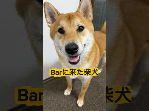 カッコつけたいお年頃です。 柴犬 サムネイル