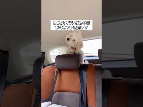 お座りの状態も分からないのにお座りまで覚えられた目の見えないトイプードル トイプードル プードル 保護犬 shorts サムネイル