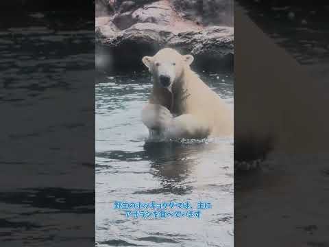 【よこはま動物園ズーラシア】ホッキョクグマ親子🐻‍❄️🐻‍❄️イッちゃんとライ！飼育員のとっておきタイム！shorts サムネイル