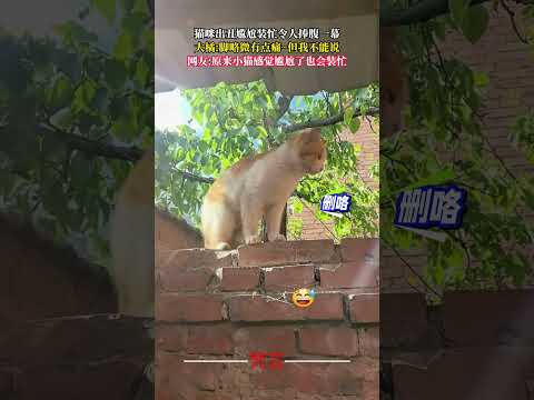貓咪出醜尷尬裝忙令人捧腹一幕 貓 意外 有趣 搞笑 萌寵 可愛 cat amazing funny pets cute… サムネイル