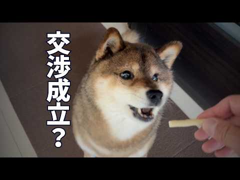 え？オヤツの交換条件はそれ？ サムネイル