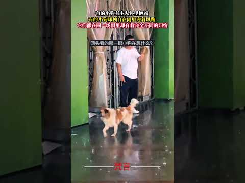 有的小狗有主人懷裡抱著 有的小狗卻獨自在雨裡迎著風跑 它們都在同一場雨裡卻有著完全不同的歸宿 人生 狗狗 社會百態 l… サムネイル