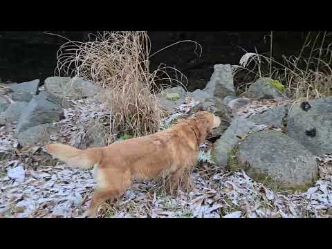 ちょっとしたハプニング？ もっと白く雪が積もれば嬉しいはずのゴールデンレトリバー サムネイル