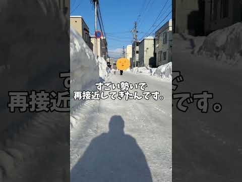 黒柴に迫りくるものの正体… サムネイル