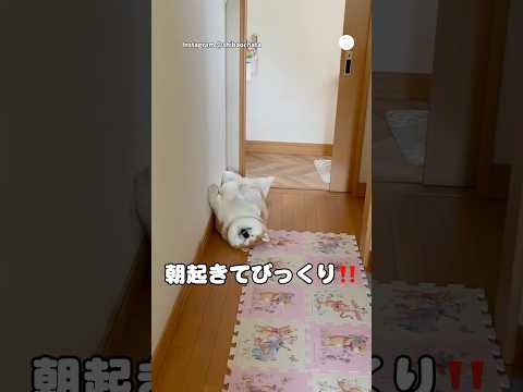 朝起きてびっくり‼️廊下でへそ天して寝てる柴犬　　柴犬　犬　犬のいる生活 かわいい犬 面白い サムネイル