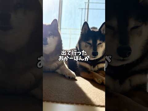 飼い主は柴犬のために・・・ サムネイル