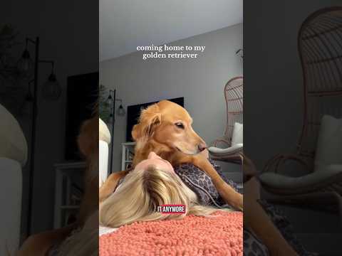 conversations with my golden retriever🥺goldenretreivers dog… サムネイル